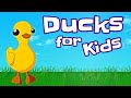 Duck Knowledge Quiz