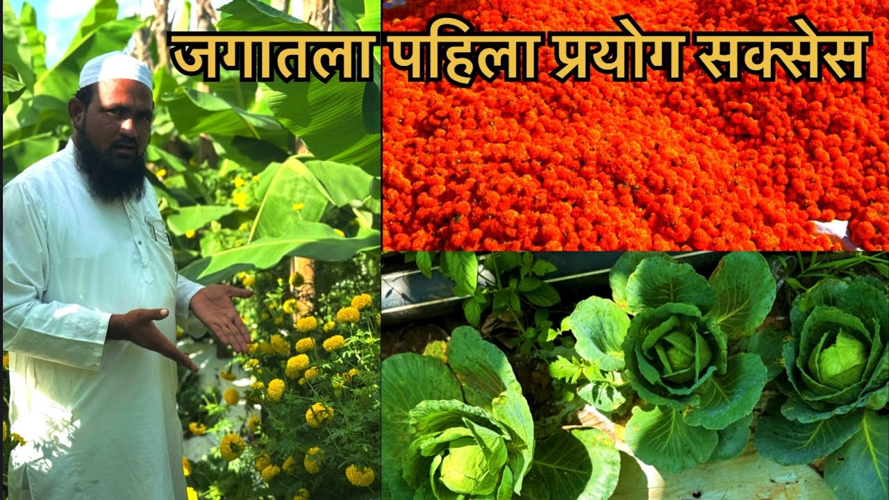 जगातला पहिला प्रयोग सक्सेस | खोडवा केळीत झेंडू आणी कोबी अंतर्पिक | समृद्धी ऍग्रो फार्मर 