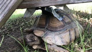 What Happens When You Put a Gopro On a Tortoise
