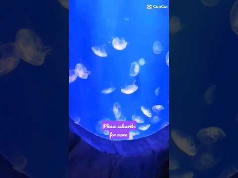 Fascinating Dubai Aquarium 🌸♥️Largest Aquarium of the world 🗺