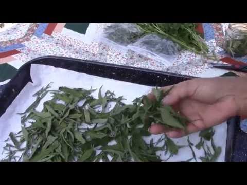 Vídeo: Como cultivar stevia em casa? Usos e benefícios da estévia