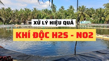 Khí Độc Trong Ao Nuôi Tôm - Cách Xử Lý Hiệu Quả | Nguyễn Minh Quốc #67