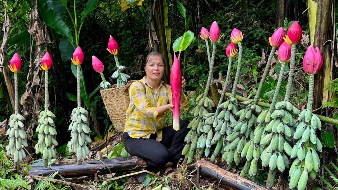 Harvest red bananas for sale, steam banana flowers with chicken - Animals care, Farm Life 