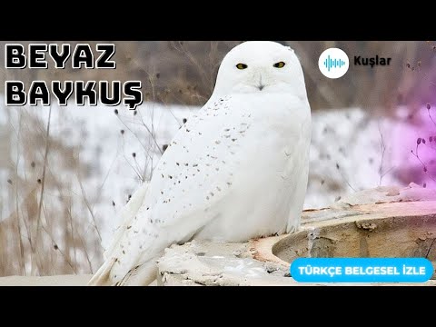 #KutupBaykuşu — Sessiz Avlanma Uzmanı ve Ailesinin Cesur Koruyucusu #belgesel #video #baykuş #bayquş