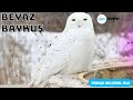 #KutupBaykuşu — Sessiz Avlanma Uzmanı ve Ailesinin Cesur Koruyucusu #belgesel #video #baykuş #bayquş