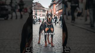 도베르만 핀셔, 우아함과 강인함의 상징 #강아지 #반려견 #동물