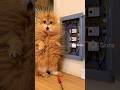 Кот Васька стал электриком и сделал замыкание смешно кот Funny Humor Cat