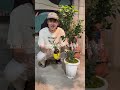 ガジュマル育て方動画 #観葉植物 #花屋 #植物 #plants #ガジュマル