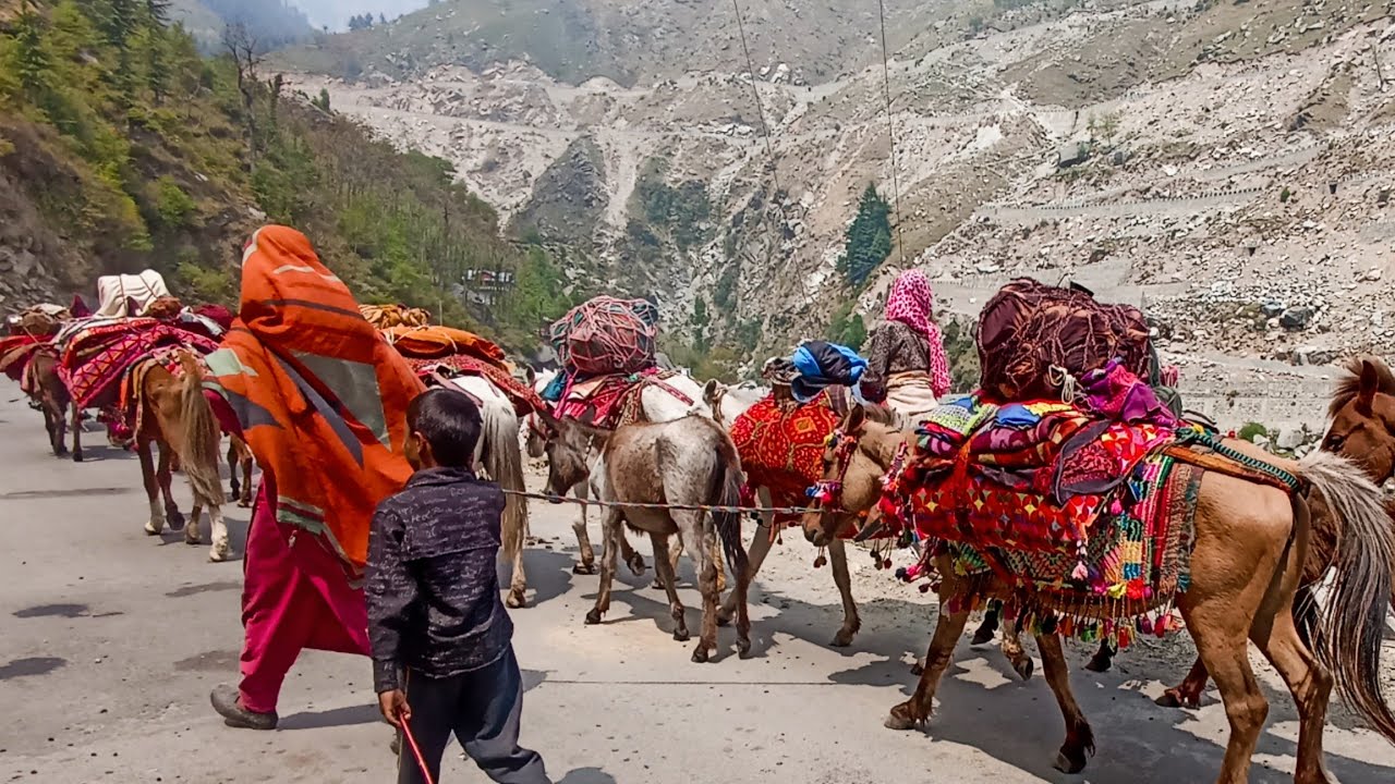 Gujjar Bakarawal❤️ Bhaiyon Ka Pahadon Ki Taraf 🥰Safar Start Hogya