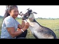 goat milking pagla || goat milking video ❤️