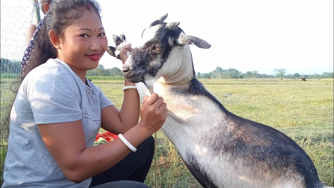 goat milking pagla || goat milking video ❤️