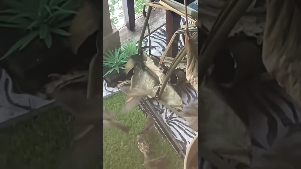 Chittukuruvi in Chicago 2026