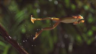 The Art of Frog Jumping...in Slow-Motion