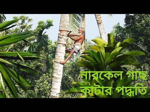 ভিডিও: নারকেল সঠিক কাটা