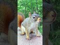 Red Squirrel Says Hi!  🐿️
