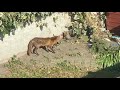 Baby fox (kits) feeding and playing in my Garden