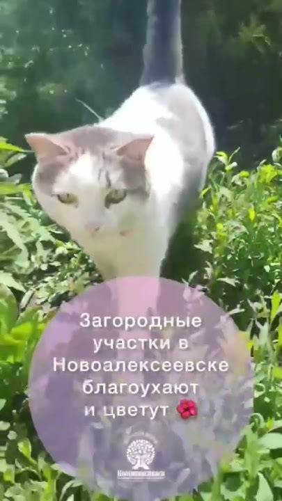 https://novoalexeevsk.ru #новосибирск #земельныйучасток #дача #ижс # ...