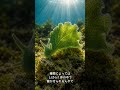 ウミウシ、太陽光を使うやつがいる