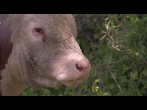 Meet Drago, the Texas bull who captured the hearts of many as he escaped large hail