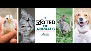 I Voted Survey
