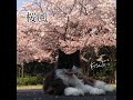 【MV】桜風