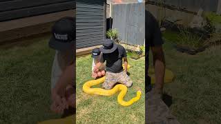 Enjoying the sun with Banana split my reticulated python