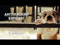 АНГЛИЙСКИЙ БУЛЬДОГ. Плюсы и минусы породы