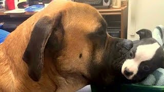 Two Dogs Meet At The Hospital, But What Happens Next Is INCREDIBLE!