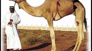 Dj Popasquat And Mc Mud- Camel Poops