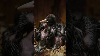 Caught on camera: a black woodpecker family up close! #naturepbs #wildlife #birds #woodpecker #stem