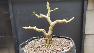 Update of Hibiscus Tiliaceus bonsai by Ato Craft 622 views 1 year ago 2 minutes, 42 seconds