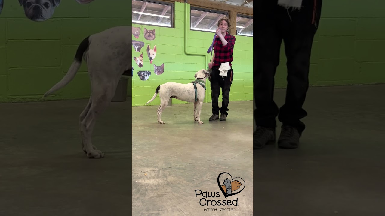 Training Tip Tuesday - Leash Pressure Training
