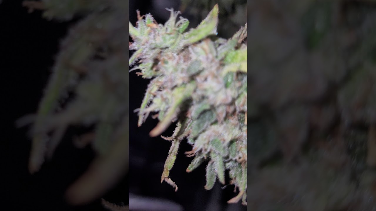 Cannabis Indoor Tent + Grobo | MK Ultra - ILGM - Harvest Day after 48 hours of darkness