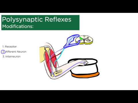 Polysynaptic Reflexes Youtube