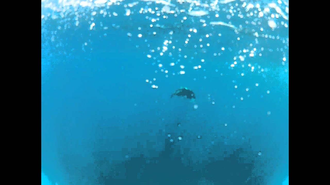 Darwin Fishing - Manta Ray at the Timor Boxes - With Darwin Reef n ...
