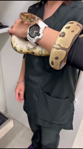 お口が腫れてる2歳のボールパイソンが動物病院にやって来た！