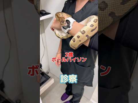 お口が腫れてる2歳のボールパイソンが動物病院にやって来た！