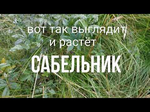Видео: Сабельник Залесова