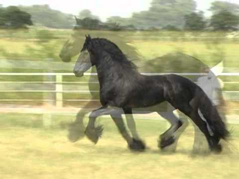 FPZV Approved Friesian Stallion ~ Ciempe