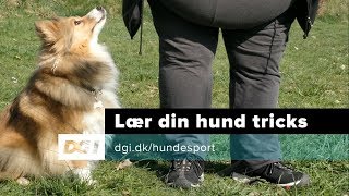 DGI Hundesport - Lær din hund tricks