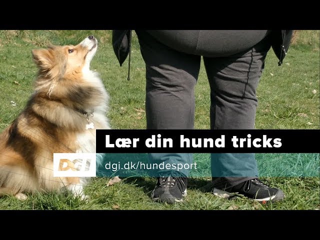 Hundesport Lær din tricks - YouTube