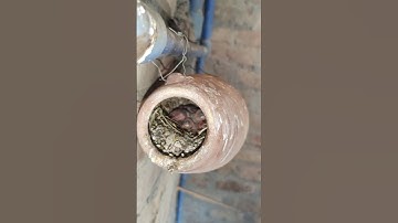 Addition of Joy to the Java Finch