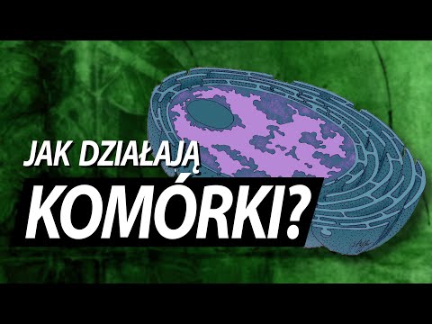 Komórka jak ogromna fabryka