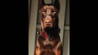 Doberman saved the child like a true hero #dogoargentino #dogbreed #edit #pitbull #dogo #funny