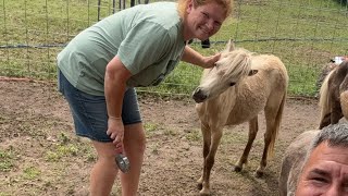 Enjoying The Animals On The Farm. Live With The Eddy Family. ￼