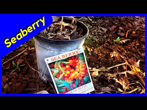 Planting Seaberry plant - Sea Buckthorn (Part 1)