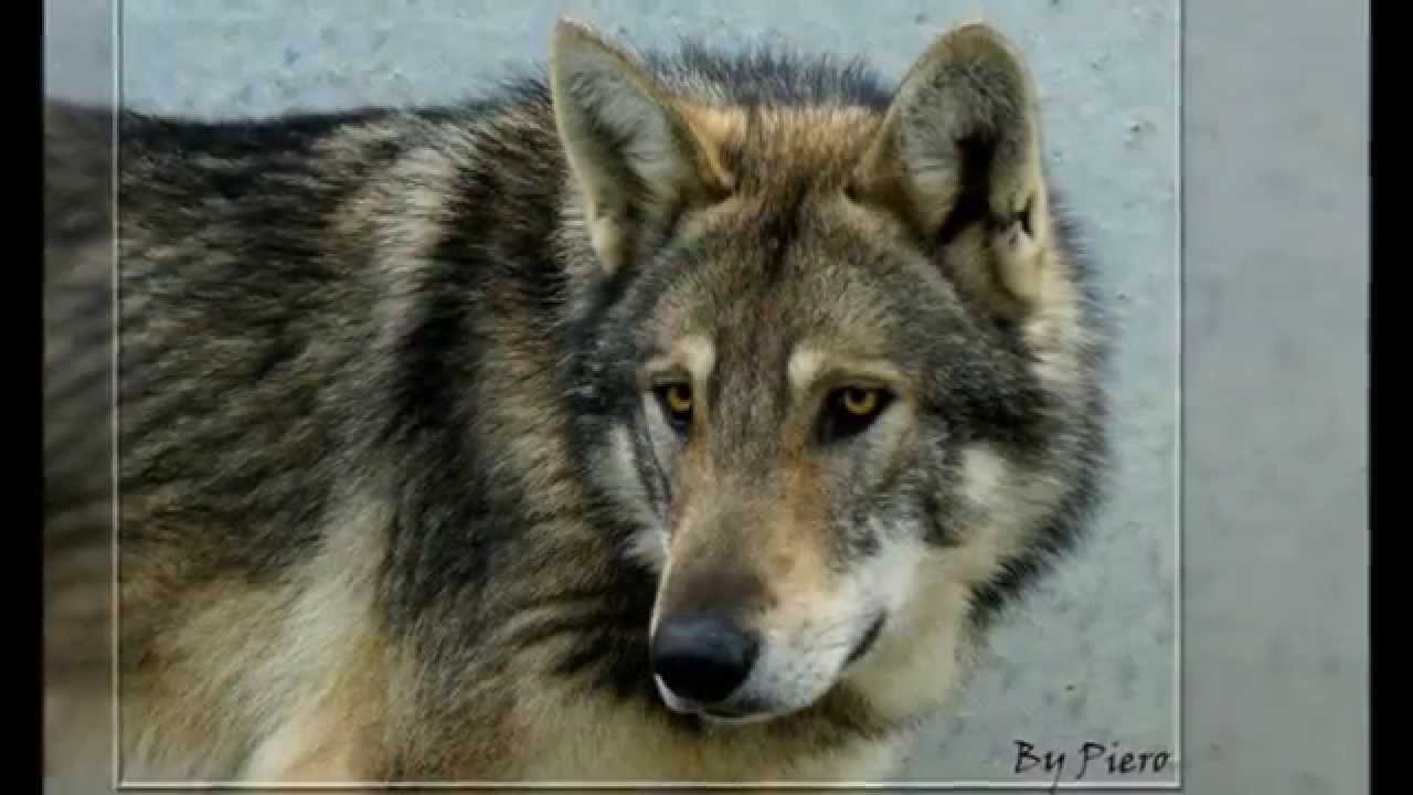 Chien Loup De Saarloos