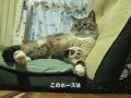 【Jean 0210】ジャンくんをブラッシングするとお返しにペロペロする　元野良猫の保護里親記録 Jean, a former stray cat.