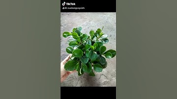 TRƯỜNG SINH XANH CHẬU LỚN (50k) - SỈ VÀ LẺ CÂY PHONG THUỶ