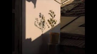Plant Shadow - Time Lapse